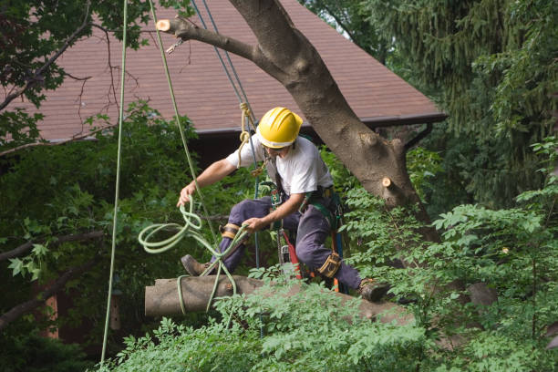 Sidney, IL Tree Care Company